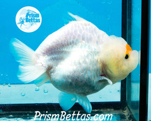 Tancho Sharkchu Goldfish Confirmed Female Premium Grade ~3.5+ inches (body only) FREE UPS OVERNIGHT UPGRADE