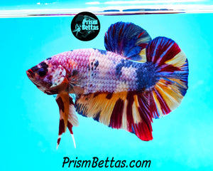 Rainbow Marble Giant Halfmoon Plakat Male