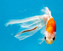 Load image into Gallery viewer, Red and White Bristol Shubunkin Oranda (4-5+ inches)