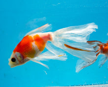 Load image into Gallery viewer, Red and White Bristol Shubunkin Oranda (4-5+ inches)