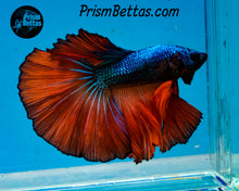 Load image into Gallery viewer, Blue Fire Halfmoon Male
