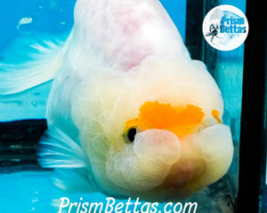 Tancho Sharkchu Goldfish Confirmed Female Premium Grade ~3.5+ inches (body only) FREE UPS OVERNIGHT UPGRADE