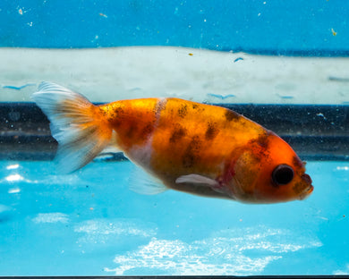Calico Ranchu(2-2.75 inches) 2/$35