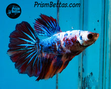 Load image into Gallery viewer, Rainbow Marble Rosetail Halfmoon Female