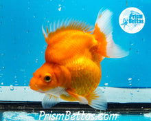 Load image into Gallery viewer, Orange Ryukin Premium Grade ~3.5+ inches (body only) FREE UPS OVERNIGHT UPGRADE