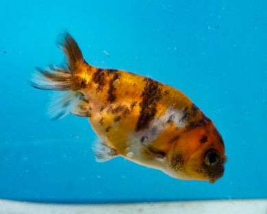 Calico Ranchu(2-2.75 inches) 2/$35