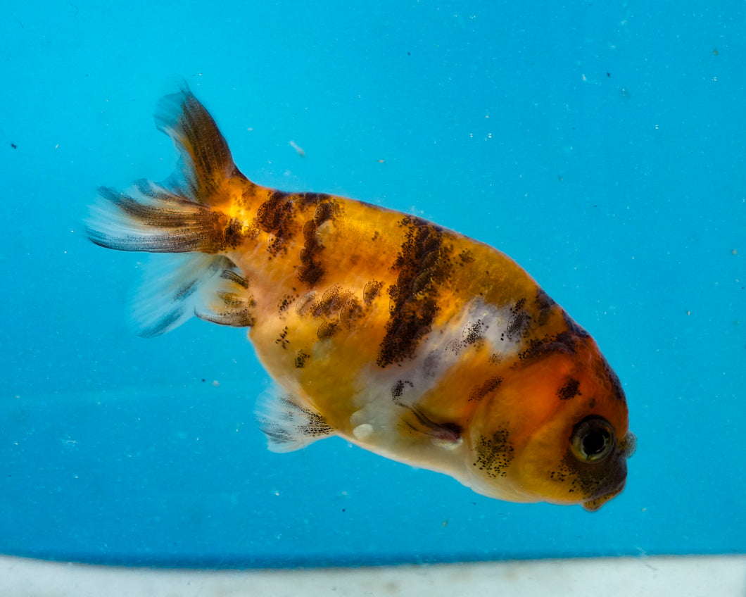 Calico Ranchu(2-2.75 inches) 2/$35