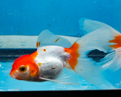 Orange and White Oranda (2.75-3.5 inches) 2/$35