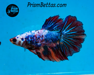 Rainbow Marble Rosetail Halfmoon Female
