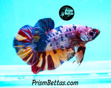 Load image into Gallery viewer, Rainbow Marble Giant Halfmoon Plakat Male