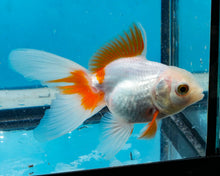 Load image into Gallery viewer, Orange and White Oranda (2.75-3.5 inches) 2/$35