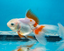 Load image into Gallery viewer, Orange and White Oranda (2.75-3.5 inches) 2/$35
