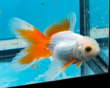 Load image into Gallery viewer, Orange and White Oranda (2.75-3.5 inches) 2/$35