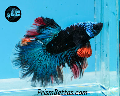 Blacklight Marble Halfmoon Male