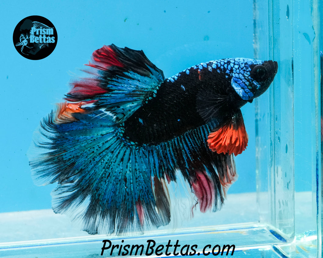 Blacklight Marble Halfmoon Male