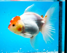Load image into Gallery viewer, Red and White Shogun Oranda Female (4.5 inches) Imported from Thailand