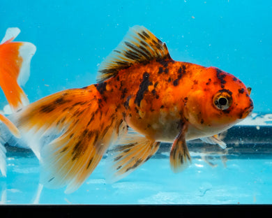 Calico Oranda (2.75-3.5 inches) 2/$35
