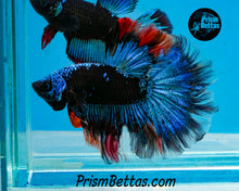 Load image into Gallery viewer, Blacklight Marble Halfmoon Male