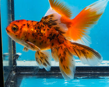 Load image into Gallery viewer, Calico Oranda (2.75-3.5 inches) 2/$35