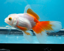 Load image into Gallery viewer, Orange and White Oranda (2.75-3.5 inches) 2/$35