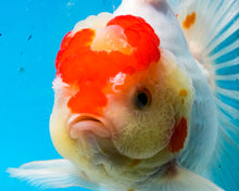 Load image into Gallery viewer, Red and White Shogun Oranda Female (4.5 inches) Imported from Thailand
