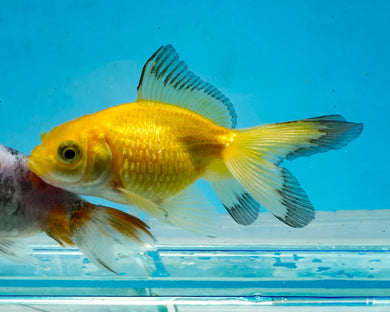 Yellow and Black Pearlscale (2-2.75 inches) 2/$35