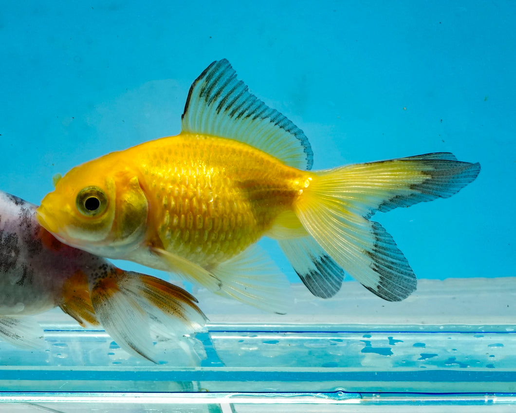 Yellow and Black Pearlscale (2-2.75 inches) 2/$35