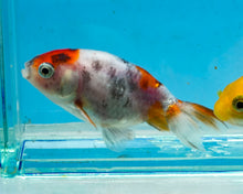 Load image into Gallery viewer, Calico Ranchu(2-2.75 inches) 2/$35