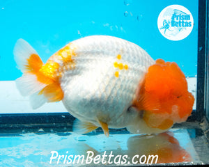 Sakaru Lionhead Ranchu Premium Grade ~3.5+ inches (body only) FREE UPS OVERNIGHT UPGRADE