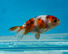 Load image into Gallery viewer, Calico Ranchu(2-2.75 inches) 2/$35