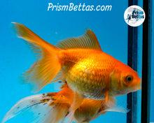 Load image into Gallery viewer, Orange Pearlscale (3.5-4 inch length) Imported from Israel