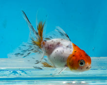 Load image into Gallery viewer, Calico Oranda (2.75-3.5 inches) 2/$35