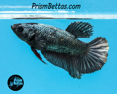 Copper Halfmoon Female