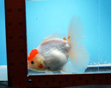 Load image into Gallery viewer, Red and White Shogun Oranda Female (4.5 inches) Imported from Thailand