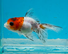 Load image into Gallery viewer, Calico Oranda (2.75-3.5 inches) 2/$35