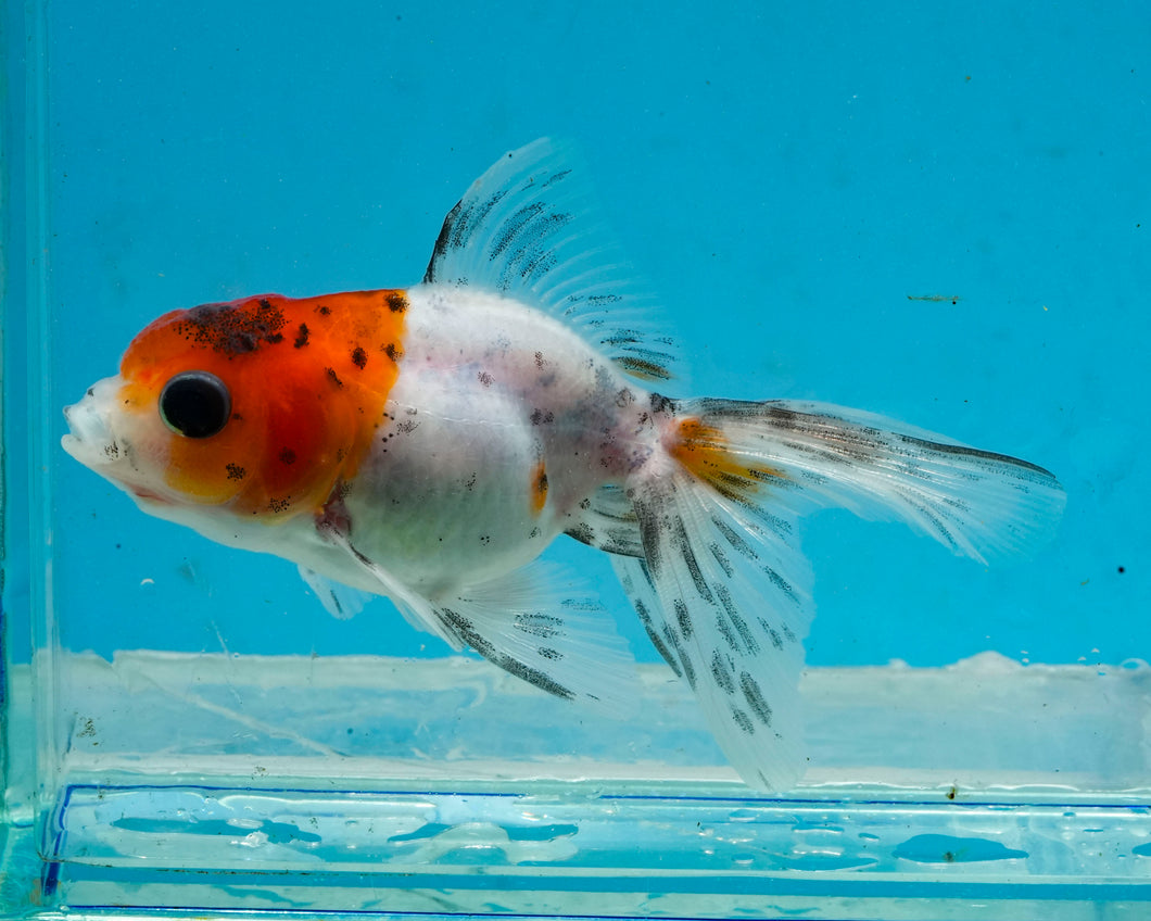 Calico Oranda (2.75-3.5 inches) 2/$35
