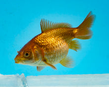 Load image into Gallery viewer, Bronze Pearlscale (2-2.75 inches) 2/$35