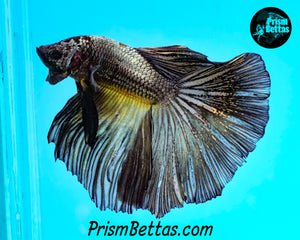 Yellow Copper Halfmoon Male