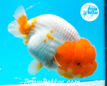 Load image into Gallery viewer, Sakaru Lionhead Ranchu Premium Grade ~3.5+ inches (body only) FREE UPS OVERNIGHT UPGRADE