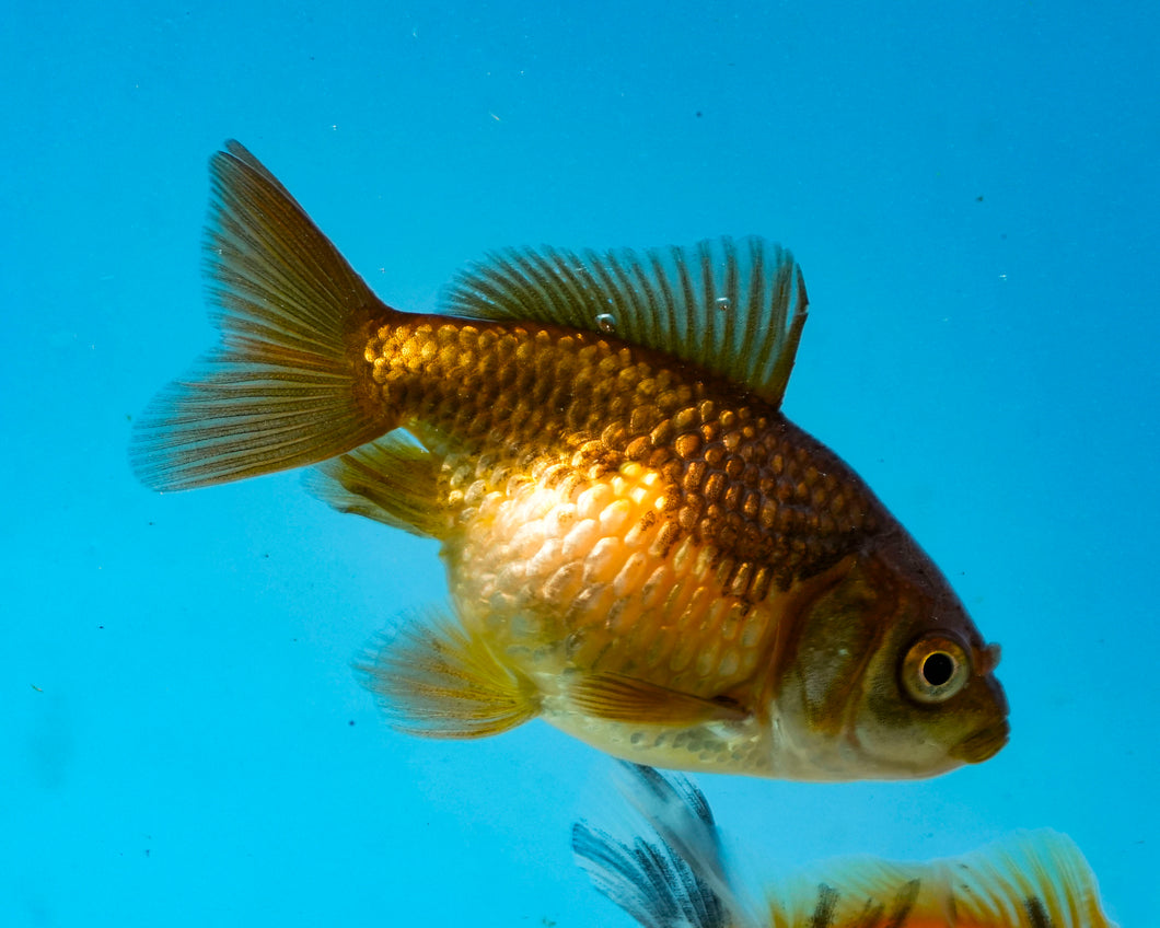 Bronze Pearlscale (2-2.75 inches) 2/$35