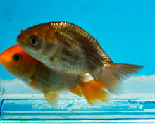 Load image into Gallery viewer, Bronze Ranchu (2-2.75 inches) 2/$35