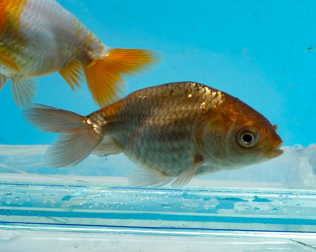 Bronze Ranchu (2-2.75 inches) 2/$35