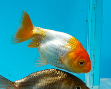 Orange and White Ranchu (2-2.75 inches) 2/$35