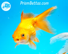 Load image into Gallery viewer, Orange Pearlscale (3.5-4 inch length) Imported from Israel