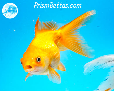 Orange Pearlscale (3.5-4 inch length) Imported from Israel