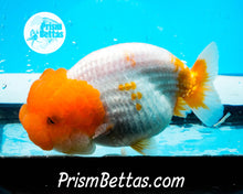 Load image into Gallery viewer, Sakaru Lionhead Ranchu Premium Grade ~3.5+ inches (body only) FREE UPS OVERNIGHT UPGRADE