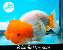 Load image into Gallery viewer, Sakaru Lionhead Ranchu Premium Grade ~3.5+ inches (body only) FREE UPS OVERNIGHT UPGRADE