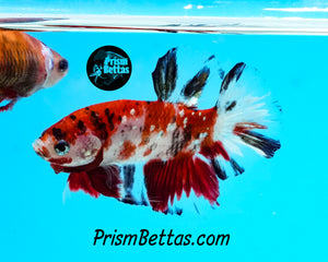 Red Koi Halfmoon Plakat Male