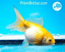 Load image into Gallery viewer, Yellow Pearlscale (3.5-4 inch length) Imported from Israel