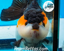 Load image into Gallery viewer, Tricolor Longfinned Oranda Goldfish Premium Grade ~3+ inches (body only) FREE UPS OVERNIGHT UPGRADE